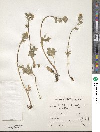 Potentilla gracilis image