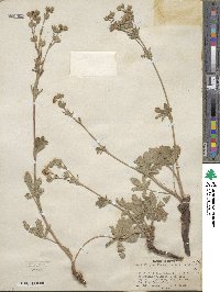 Potentilla gracilis image