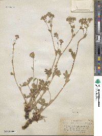 Potentilla gracilis image