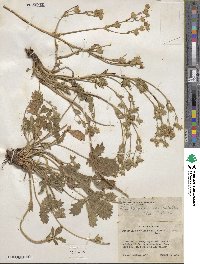 Potentilla gracilis var. fastigiata image