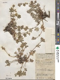 Potentilla gracilis var. fastigiata image