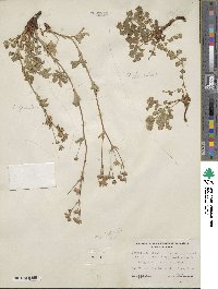 Potentilla gracilis image