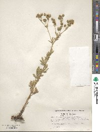 Potentilla intermedia image