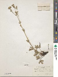 Potentilla gracilis image