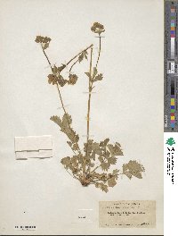 Potentilla glandulosa image