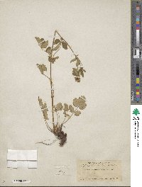 Potentilla glandulosa image