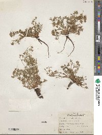 Potentilla millefolia image