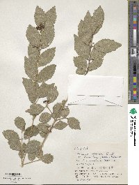 Callicarpa oshimensis image