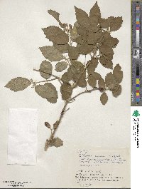 Callicarpa oshimensis image