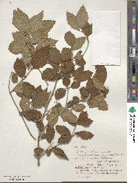 Callicarpa oshimensis image