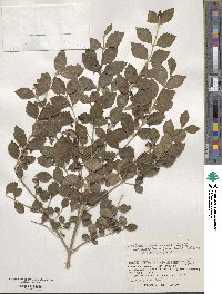 Callicarpa oshimensis image