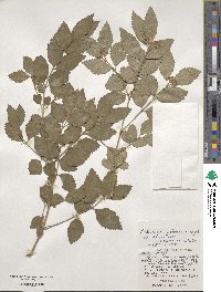 Callicarpa oshimensis image