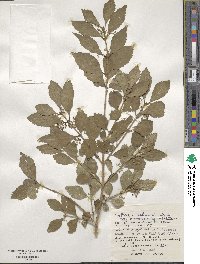 Callicarpa oshimensis image