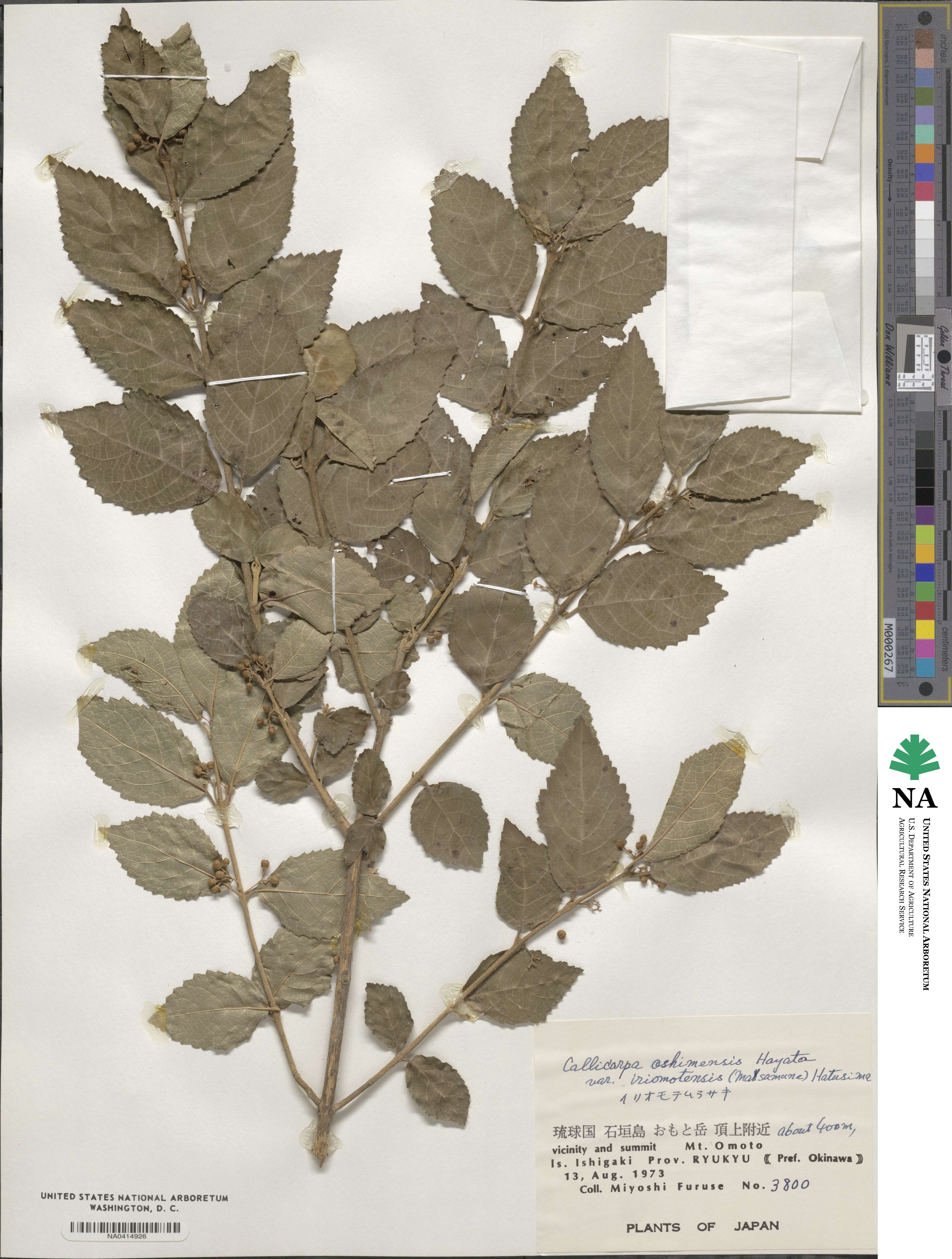 Callicarpa oshimensis var. iriomotensis image