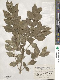 Callicarpa oshimensis image