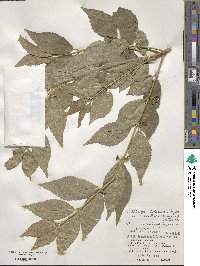 Callicarpa oshimensis image