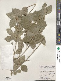 Callicarpa oshimensis image