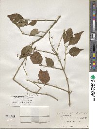 Callicarpa oshimensis image