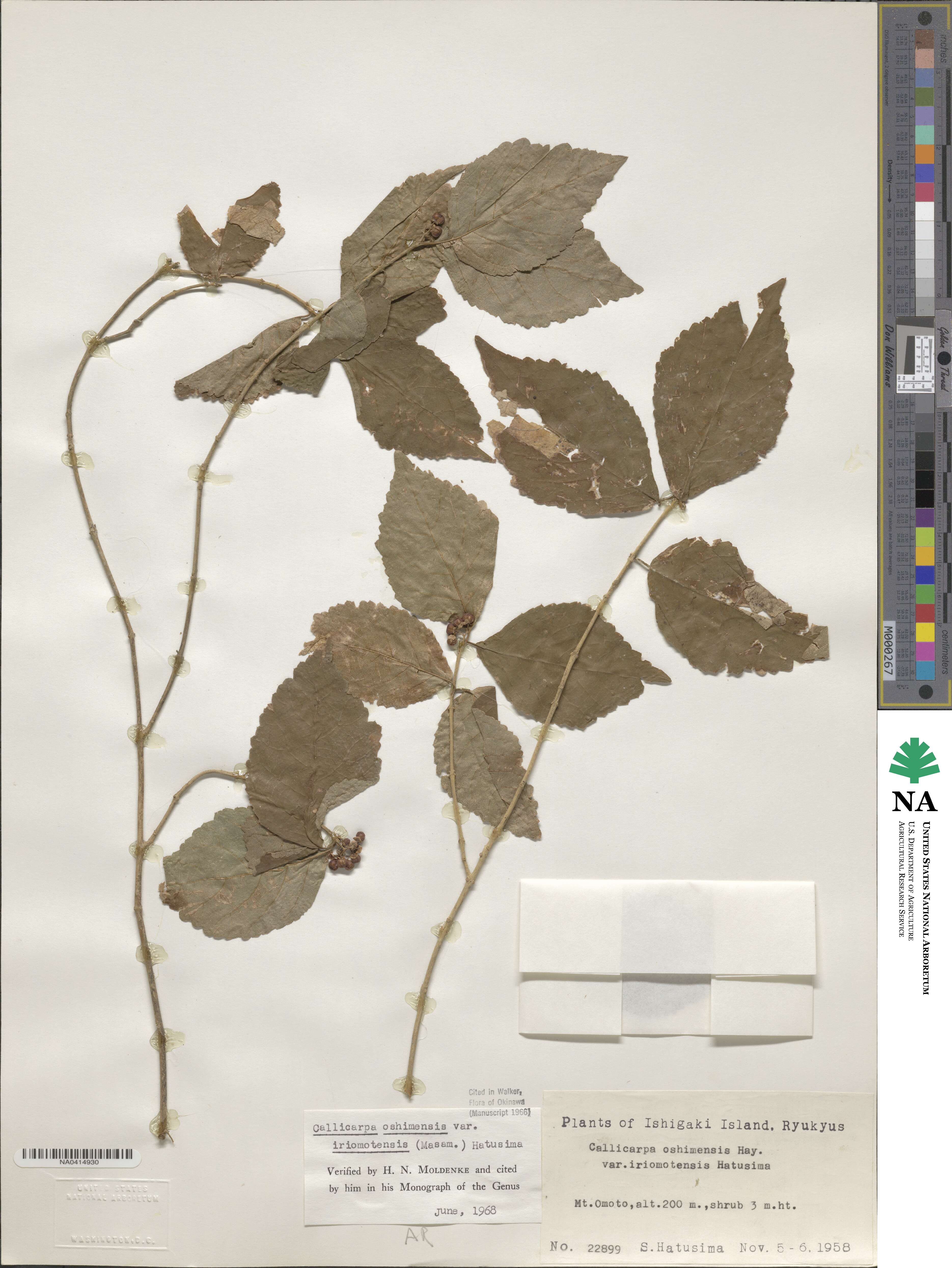 Callicarpa oshimensis image
