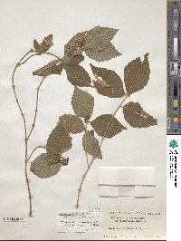 Callicarpa oshimensis image