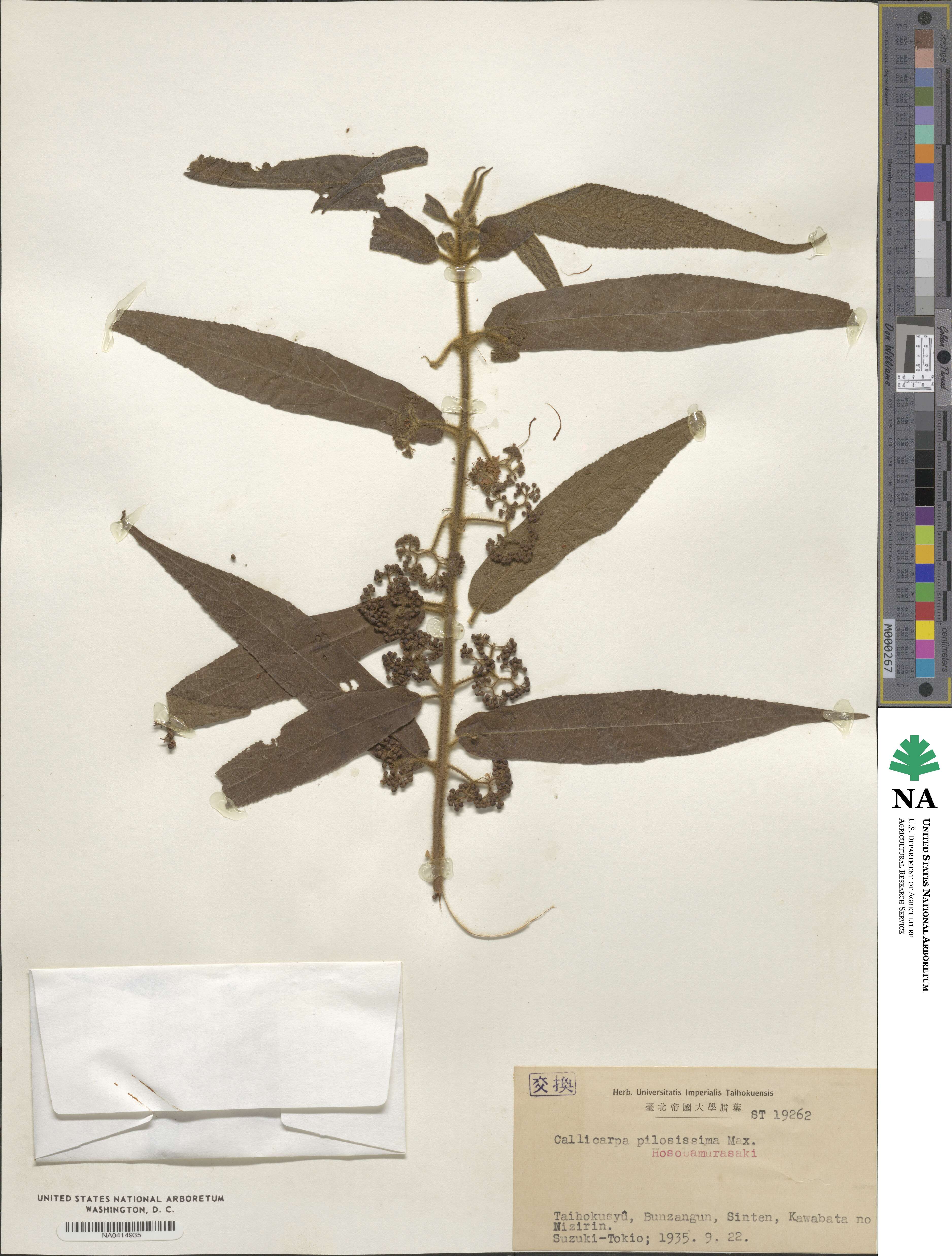 Callicarpa pilosissima image