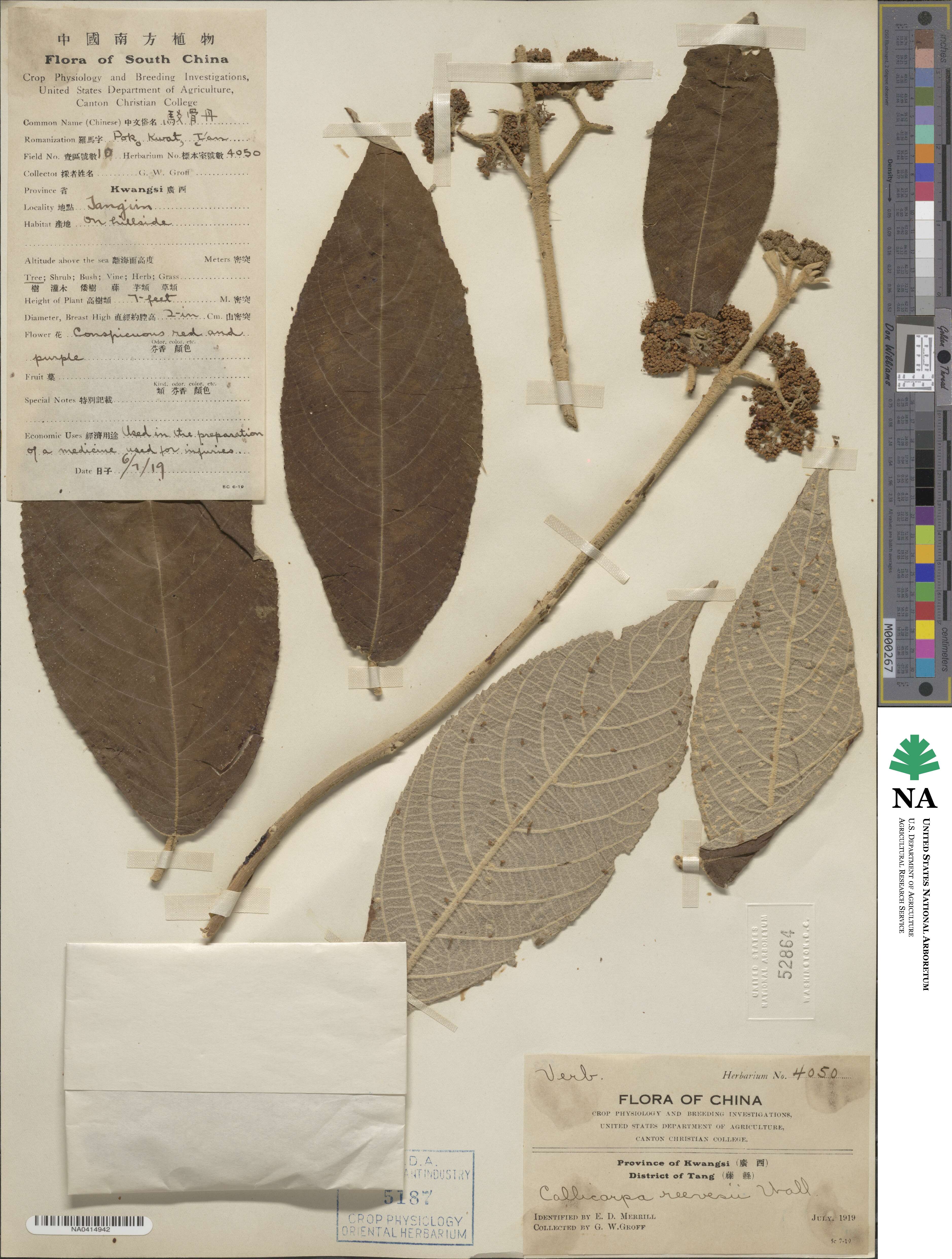 Callicarpa nudiflora image