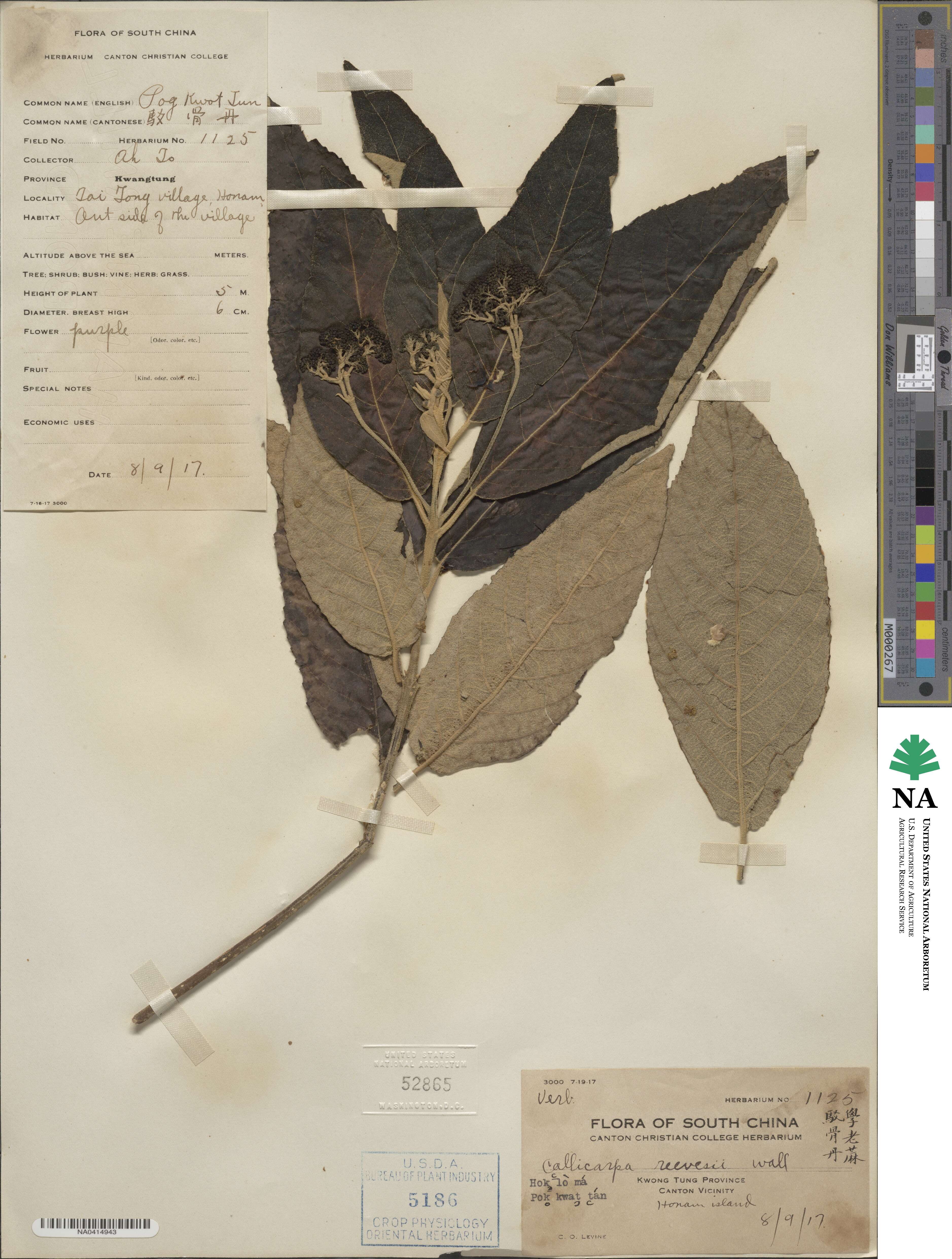 Callicarpa nudiflora image