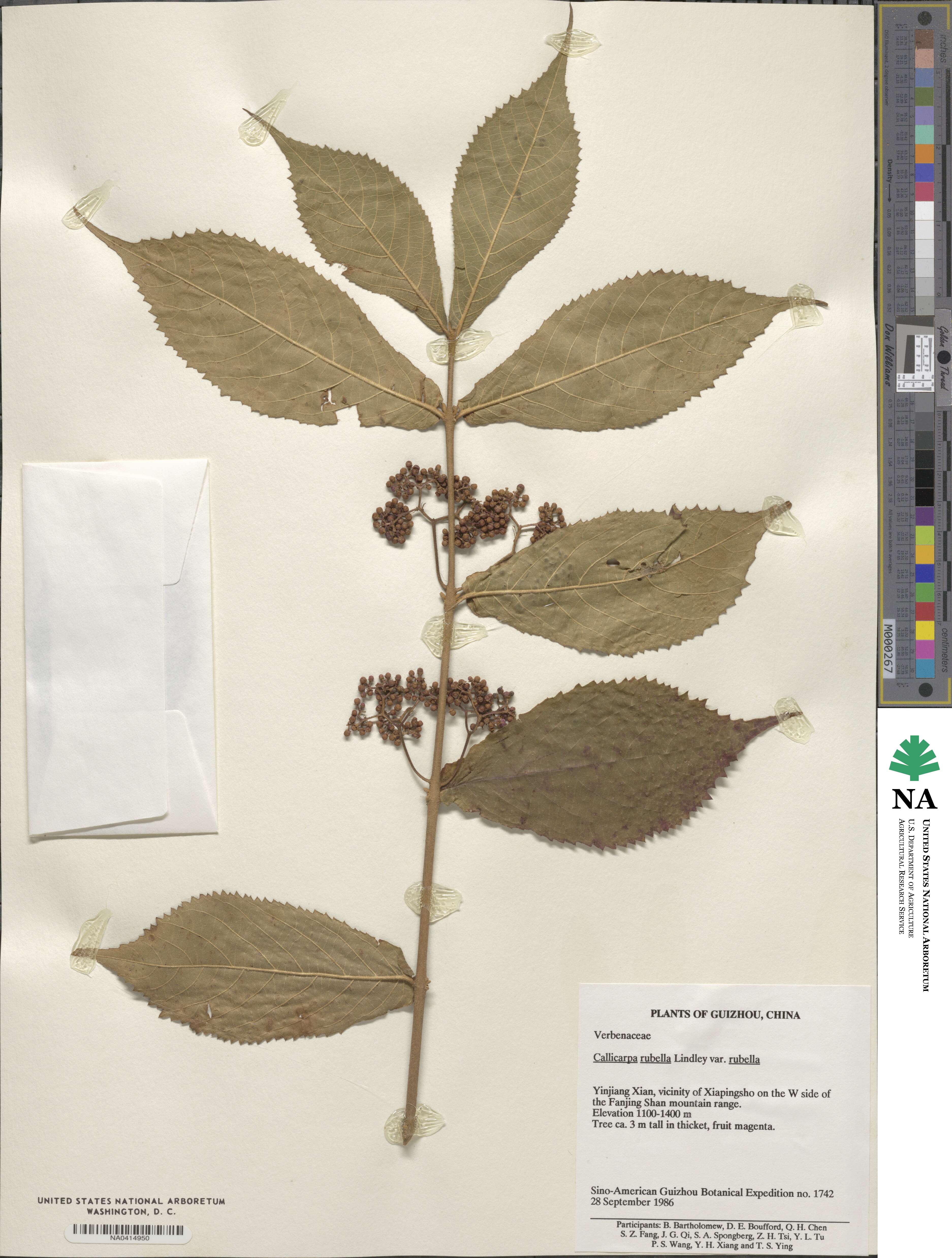 Callicarpa rubella image