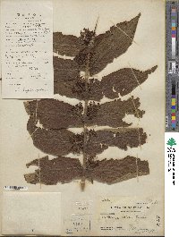 Callicarpa rubella image