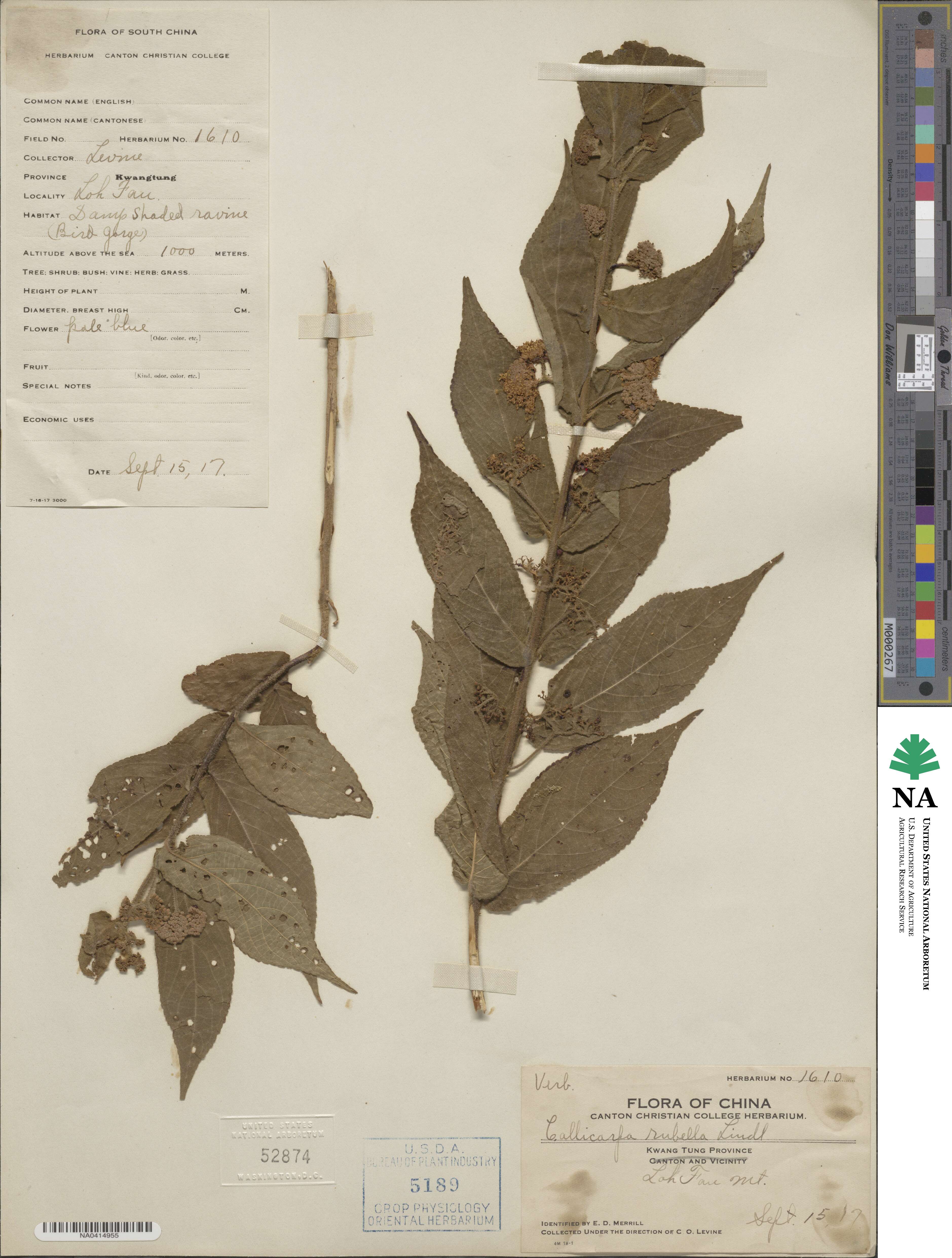 Callicarpa rubella image