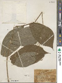 Callicarpa rubella image