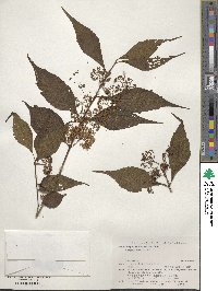 Callicarpa shikokiana image