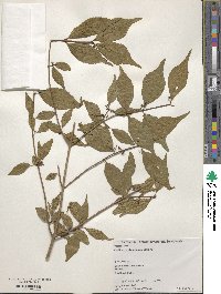 Callicarpa shikokiana image