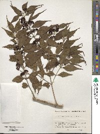 Callicarpa shikokiana image