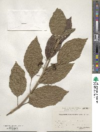 Callicarpa subpubescens image