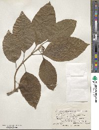 Callicarpa subpubescens image