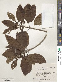 Callicarpa subpubescens image