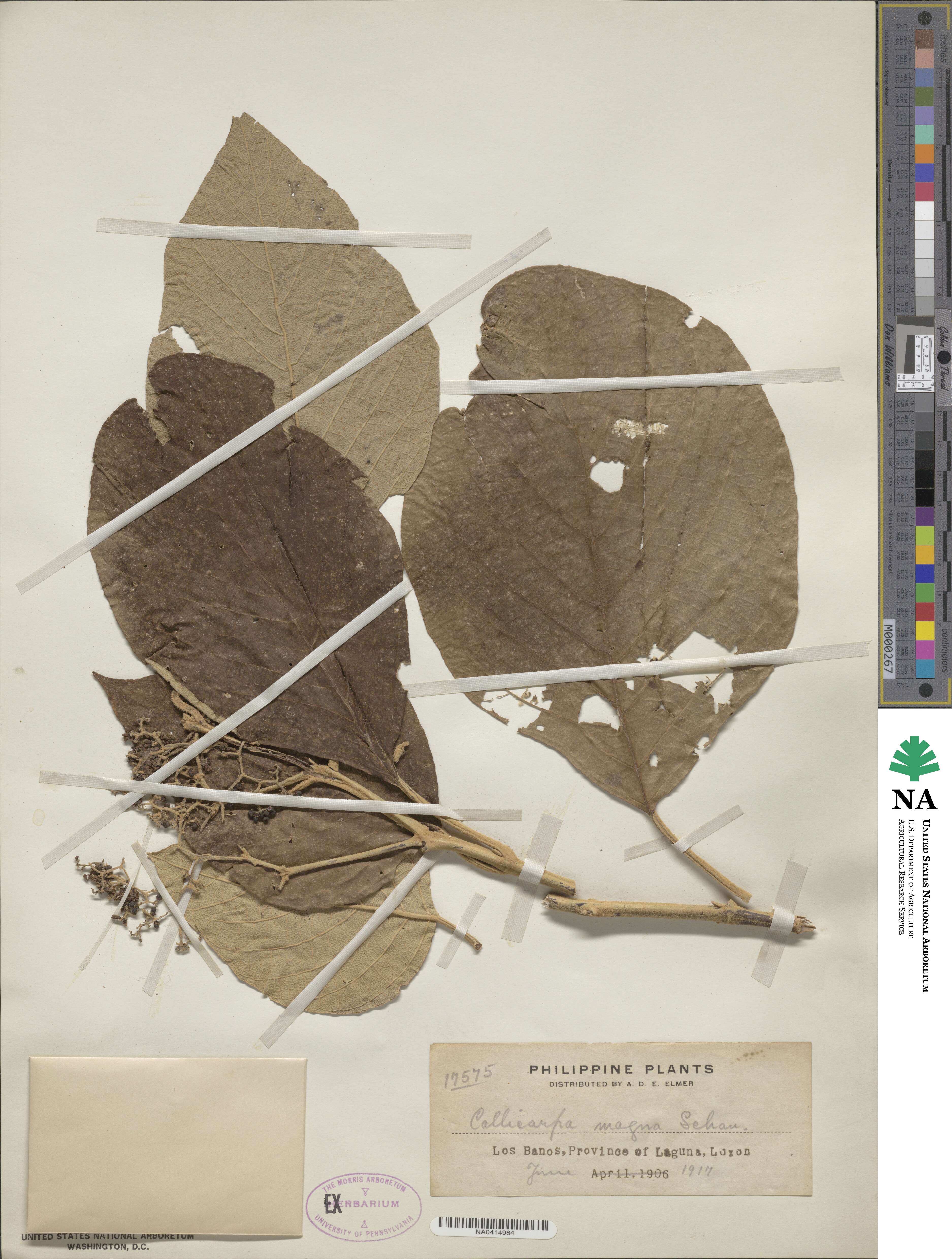 Callicarpa arborea image