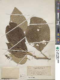 Callicarpa arborea image