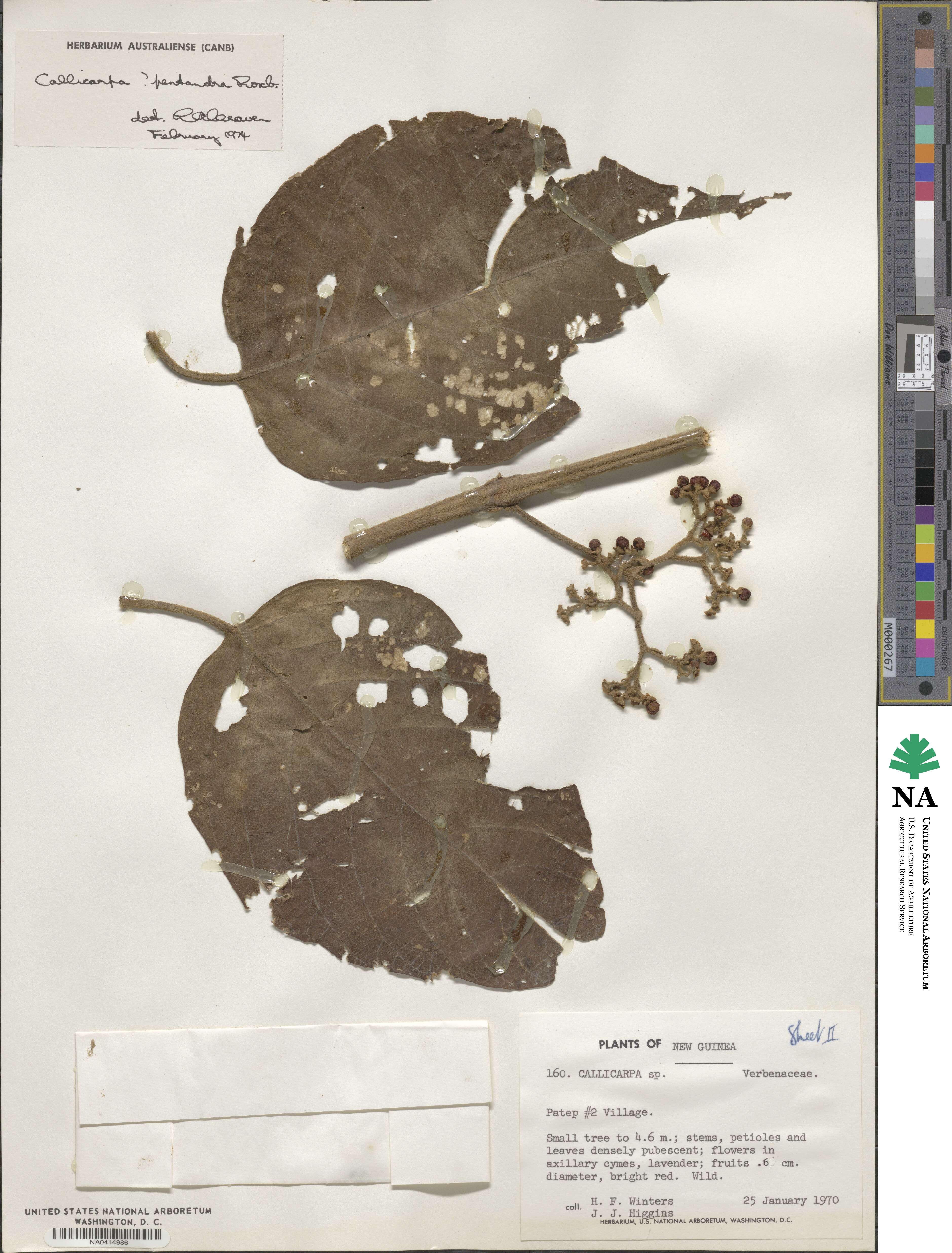 Callicarpa pentandra image