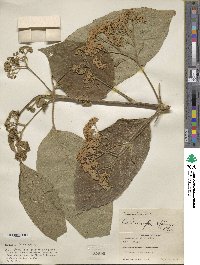 Callicarpa pentandra image