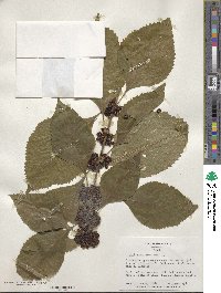 Callicarpa americana image