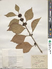 Callicarpa americana image