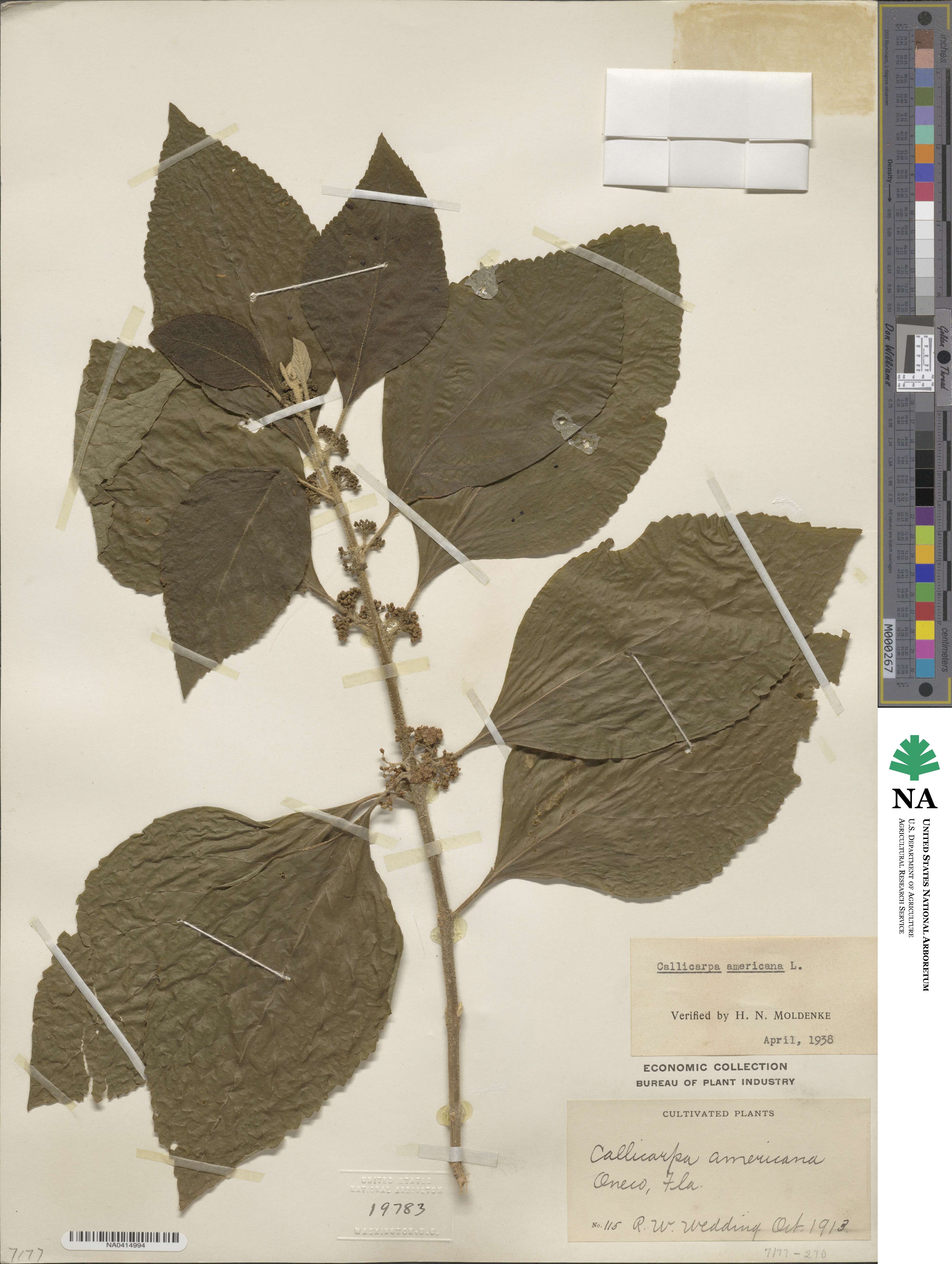 Callicarpa americana image