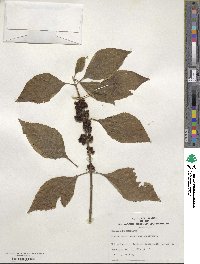 Callicarpa americana image