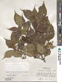 Callicarpa giraldii image