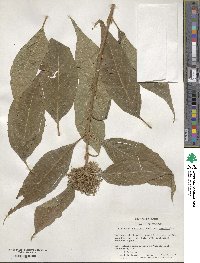 Callicarpa giraldii image