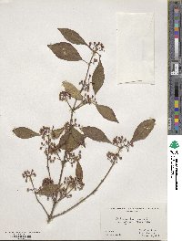 Callicarpa giraldii image