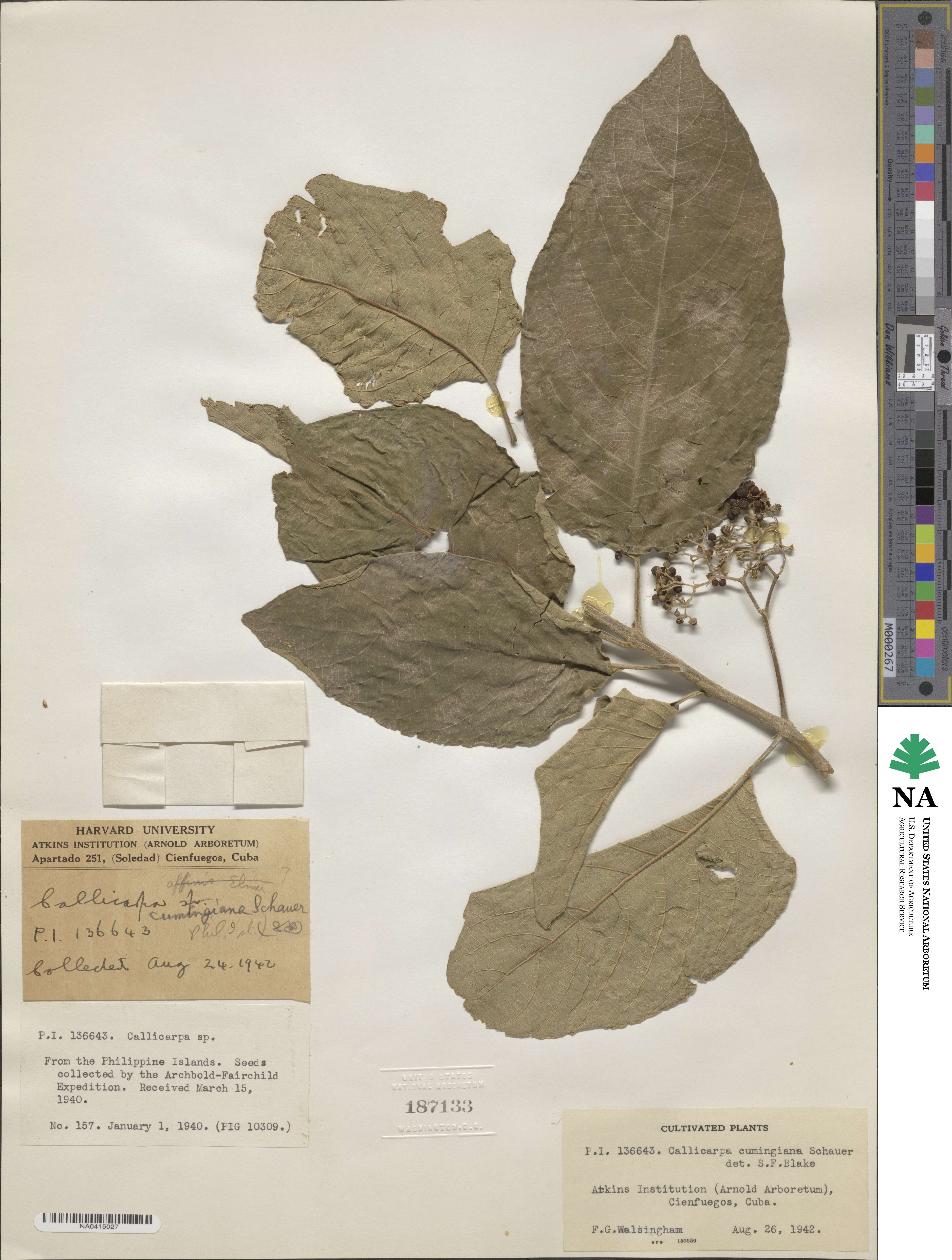 Callicarpa pentandra image