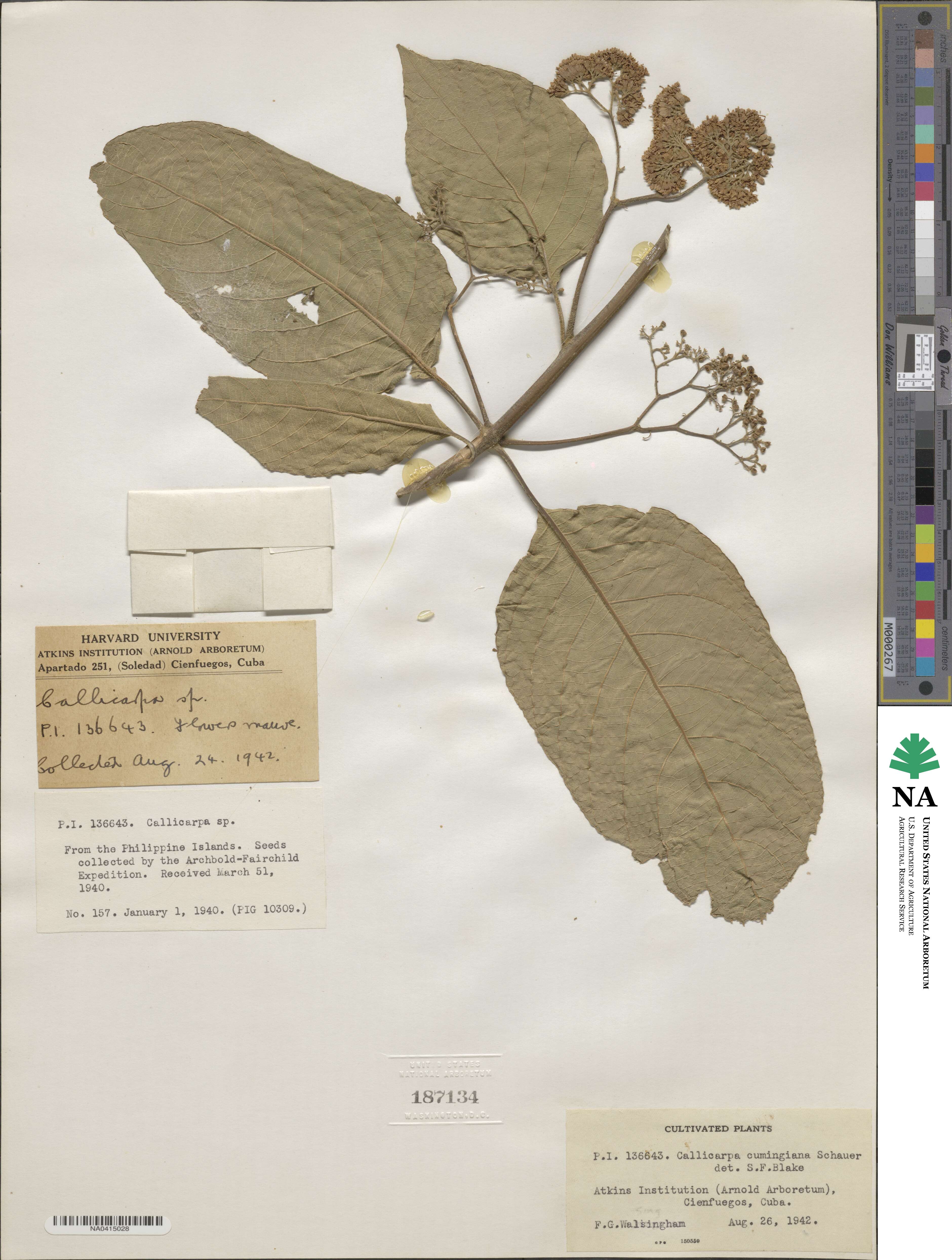 Callicarpa pentandra image